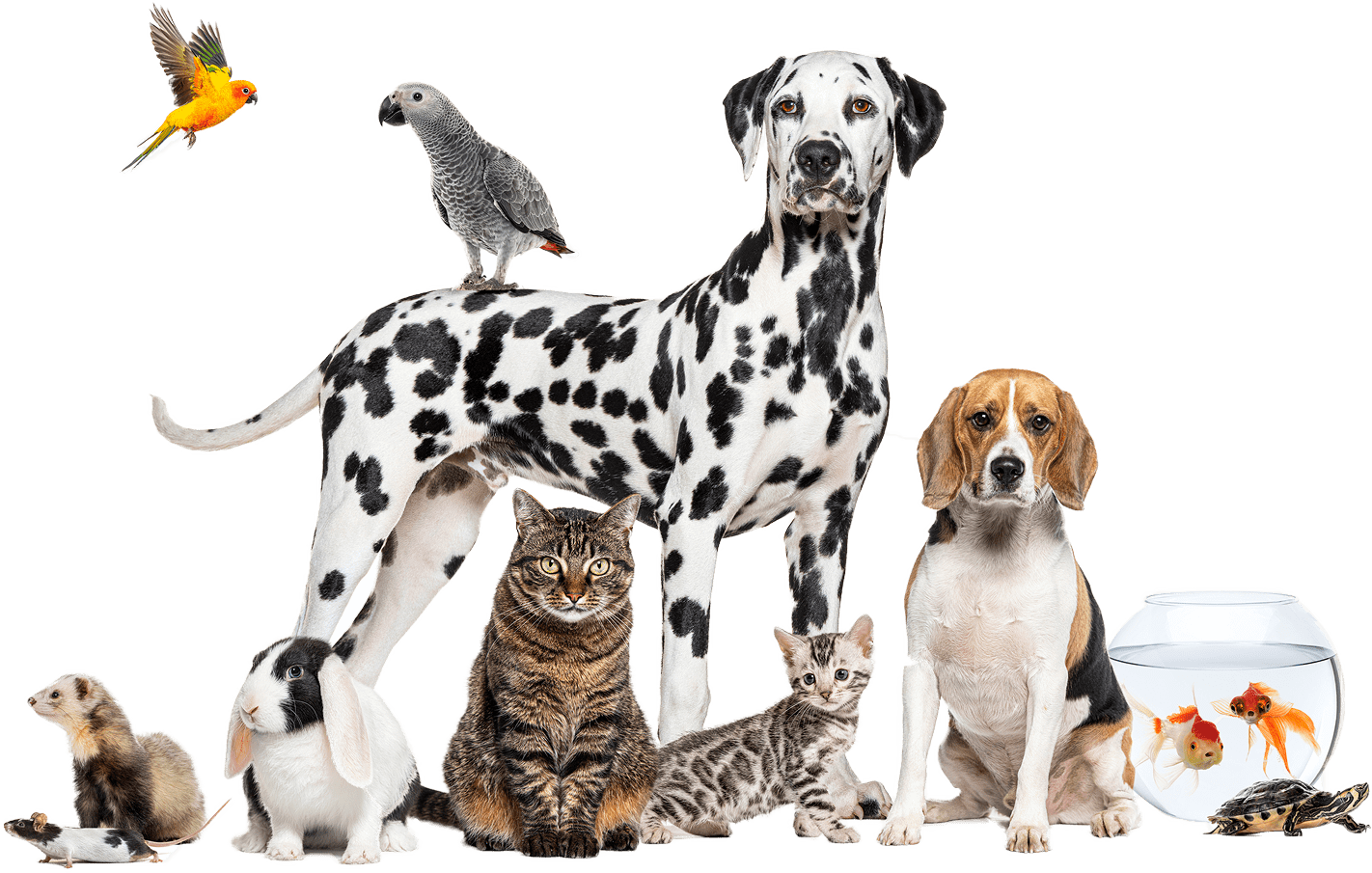cat-and-dog-sitting