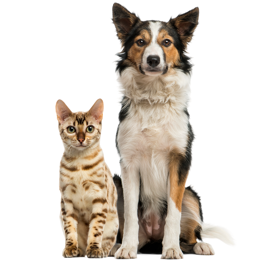 cat-and-dog-sitting-together