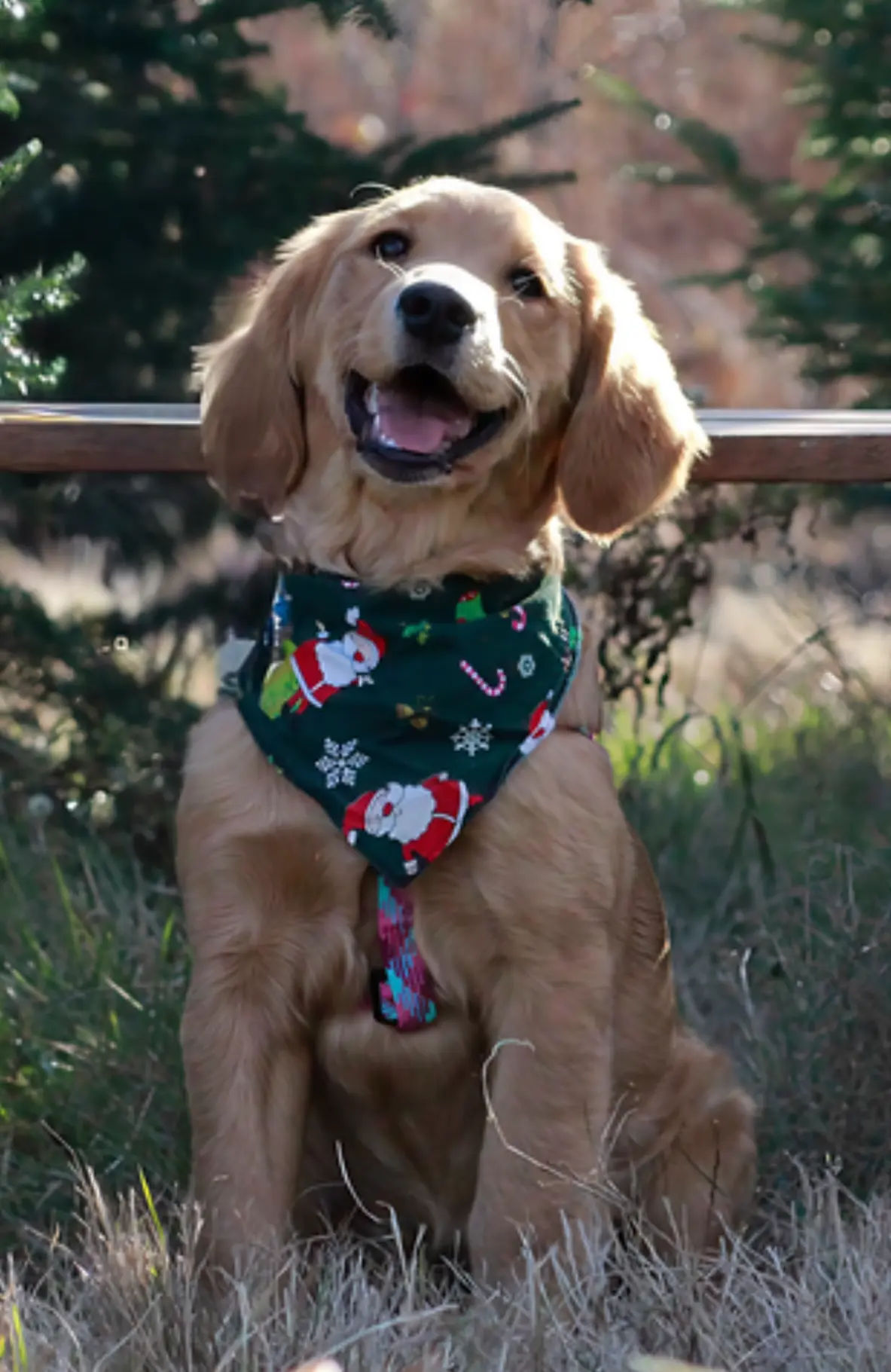 A dog in a santa scarf