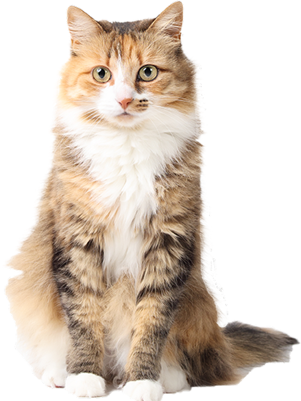 cat-waiting-list-img@2x
