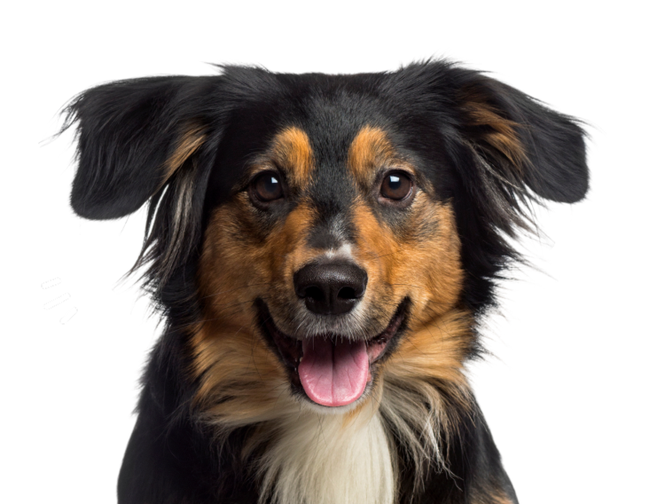 dog-mbl@2x